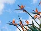 Bird Of Paradise